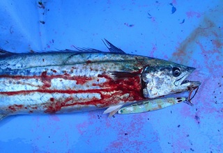 サワラ3kg.jpg