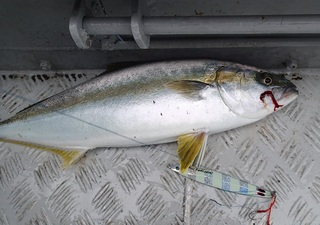 ヒラマサ3kg.jpg