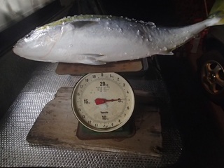 ワラサ重さ.jpg