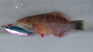IMGA0136.JPG