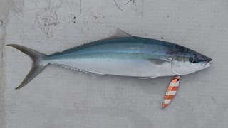 IMGA0146.JPG